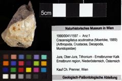 Foto (Objket + Etiketten) von Pithonoton sp. 